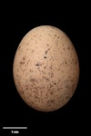 Chatham Island snipe. Egg 38.2 x 29.3 mm (NMNZ OR.023320, collected by Don Merton). Mangere Island, Chatham Islands, December 1981. Image © Te Papa by Jean-Claude Stahl.