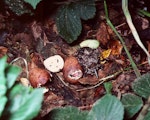 Chatham Island snipe. Damp chick and hatching egg in nest. Rangatira Island, Chatham Islands, January 1984. Image © Colin Miskelly by Colin Miskelly.