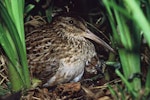 Chatham Island snipe. Adult on nest with day-old chick. Rangatira Island, Chatham Islands, February 2004. Image © Department of Conservation (image ref: 10054725) by Don Merton, Department of Conservation.