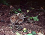 Chatham Island snipe. Young chick. Rangatira Island, Chatham Islands, December 1983. Image © Colin Miskelly by Colin Miskelly.