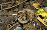 Chatham Island snipe. Chick. Rangatira Island, Chatham Islands, February 2004. Image © Department of Conservation by Don Merton.