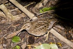 Chatham Island snipe. Adult with chick. Rangatira Island, Chatham Islands, January 2011. Image © Art Polkanov by Art Polkanov.