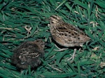 Chatham Island snipe. Adult with half-grown chick. Mangere Island, Chatham Islands, October 1987. Image © Alan Tennyson by Alan Tennyson.