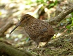 Snares Island snipe | Tutukiwi. Adult. North East Island, The Snares, December 2013. Image © Alan Tennyson by Alan Tennyson.