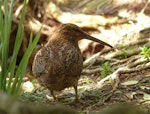 Snares Island snipe | Tutukiwi. Adult. North East Island, The Snares, December 2013. Image © Alan Tennyson by Alan Tennyson.