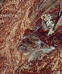 Snares Island snipe | Tutukiwi. Adult on nest. North East Island, Snares Islands, December 1984. Image © Colin Miskelly by Colin Miskelly.