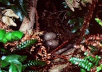 Snares Island snipe | Tutukiwi. Nest with 2 eggs. Snares Islands, February 1983. Image © Colin Miskelly by Colin Miskelly.