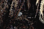 Snares Island snipe | Tutukiwi. Nest with 2 eggs under Polystichum fern. North East Island, Snares Islands, December 1986. Image © Colin Miskelly by Colin Miskelly.