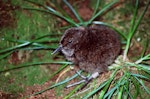 Snares Island snipe | Tutukiwi. Young chick. Snares Islands, December 1986. Image © Colin Miskelly by Colin Miskelly.