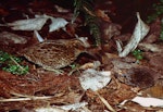 Snares Island snipe | Tutukiwi. Adult and chick. North East Island, Snares Islands, December 1985. Image © Colin Miskelly by Colin Miskelly.