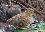 Snares Island snipe | Tutukiwi. Adult with chick. North East Island, The Snares, December 2013. Image © Alan Tennyson by Alan Tennyson.