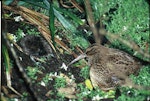 Snares Island snipe | Tutukiwi. Adult and chick. North East Island, Snares Islands, January 1985. Image © Colin Miskelly by Colin Miskelly.