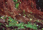 Snares Island snipe | Tutukiwi. Adult feeding. Snares Islands, December 1986. Image © Colin Miskelly by Colin Miskelly.