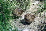 Snares Island snipe | Tutukiwi. Adult pair roosting, male on right. Snares Islands, January 1967. Image © Department of Conservation (image ref: 10047395) by Richard Anderson, Department of Conservation.