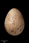 Subantarctic snipe. Campbell Island snipe egg 44.3 x 30.8 mm (NMNZ OR.027632, collected by Colin Miskelly). Monument Harbour, Campbell Island, January 2006. Image © Te Papa by Jean-Claude Stahl.