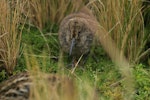 Subantarctic snipe. Antipodes Island snipe chick. Antipodes Island, March 2009. Image © David Boyle by David Boyle.