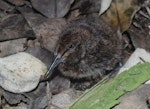 Subantarctic snipe. Chick c.1 week old. Ewing Island, Auckland Islands, January 2018. Image © Colin Miskelly by Colin Miskelly.