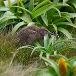 Subantarctic snipe. Auckland Island snipe chick (half-grown). Enderby Island, Auckland Islands, December 2011. Image © Richard Smithers by Richard Smithers.