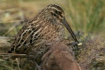 Subantarctic snipe. Adult Antipodes Island snipe feeding chick. Antipodes Island, March 2009. Image © David Boyle by David Boyle.