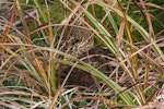 Subantarctic snipe. Antipodes Island snipe adult and chick. Antipodes Island, April 2009. Image © Mark Fraser by Mark Fraser.