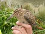 Subantarctic snipe. Juvenile Campbell Island snipe. Monument Harbour, Campbell Island, January 2006. Image © Colin Miskelly by Colin Miskelly.