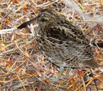 Subantarctic snipe. Juvenile Campbell Island snipe. Campbell Island, January 2010. Image © Koos Baars by Koos Baars.