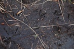 Subantarctic snipe. Footprints and bill probe-holes in mud. Campbell Island, December 2011. Image © Kyle Morrison by Kyle Morrison.