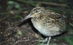 Chatham Island snipe. Juvenile. Rangatira Island, Chatham Islands, December 1983. Image © Colin Miskelly by Colin Miskelly.