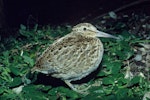 Chatham Island snipe. Juvenile. Rangatira Island, Chatham Islands, January 1979. Image © Department of Conservation (image ref: 10031043) by David Garrick, Department of Conservation.