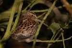 Chatham Island snipe. Adult in tree. Rangatira Island, September 2016. Image © Oscar Thomas by Oscar Thomas.