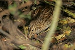 Chatham Island snipe. Adult foraging. Rangatira Island, February 2010. Image © David Boyle by David Boyle.