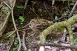 Chatham Island snipe. Adult. Rangatira Island, October 2013. Image © Leon Berard by Leon Berard.