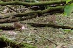 Chatham Island snipe. Adult pair, male on right. Rangatira Island, October 2013. Image © Leon Berard by Leon Berard.