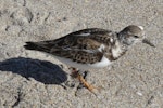 Ruddy turnstone. Juvenile. Lake Worth Beach, Florida, January 2010. Image © Alan Tennyson by Alan Tennyson.