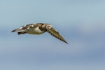 Ruddy turnstone. Adult in flight. Awarua Bay, April 2017. Image © Glenda Rees by Glenda Rees.