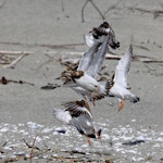 Ruddy turnstone. Five adults (losing breeding plumage) taking flight. Motueka Sandspit, October 2017. Image © Rebecca Bowater by Rebecca Bowater.