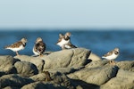 Ruddy turnstone. Flock in nonbreeding plumage. Kaikoura, February 2011. Image © Neil Fitzgerald by Neil Fitzgerald.