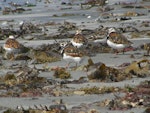 Ruddy turnstone. Rear view of mixed flock in breeding and non-breeding plumage. Kaikoura Peninsula, January 2006. Image © James Murray by James Murray.