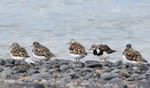 Ruddy turnstone. Flock with two birds in breeding plumage. Kaiaua, March 2016. Image © Marie-Louise Myburgh by Marie-Louise Myburgh.