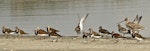 Ruddy turnstone. Adults in breeding plumage. Motueka Sandspit, Tasman Bay, March 2013. Image © Rebecca Bowater FPSNZ by Rebecca Bowater FPSNZ.