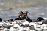 Ruddy turnstone. Adults on shell beach. Miranda, February 2010. Image © Cheryl Marriner by Cheryl Marriner.