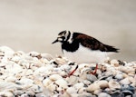 Ruddy turnstone. Adult in breeding plumage. Kaiaua, April 1999. Image © Alex Scott by Alex Scott.