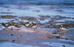 Ruddy turnstone. Non-breeding flock. Kaikoura Peninsula, March 1989. Image © Peter Reese by Peter Reese.