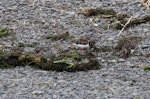 Ruddy turnstone. Four non-breeding adults foraging among tidal debris. Clive rivermouth, Hawke's Bay, November 2015. Image © Adam Clarke by Adam Clarke.