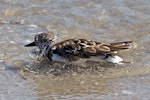 Ruddy turnstone. Non-breeding adult bathing. Fort Pierce, Florida, USA, November 2014. Image © Rebecca Bowater by Rebecca Bowater FPSNZ AFIAP.