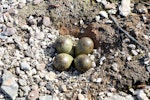 Ruddy turnstone. Nest with 4 eggs. Russian Harbor, Novaya Zemlya, Barents Sea, July 2019. Image © Sergey Golubev by Sergey Golubev.