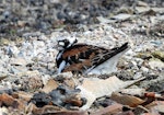 Ruddy turnstone. Adult on nest. Russian Harbor, Novaya Zemlya, Barents Sea, July 2019. Image © Sergey Golubev by Sergey Golubev.