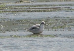 Red-necked phalarope. Nonbreeding adult. Lake Grassmere, Marlborough. Image © Will Parsons by Will Parsons.