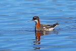 Red-necked phalarope. Adult female in breeding plumage. Nome, Alaska, June 2015. Image © Nigel Voaden by Nigel Voaden.