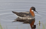 Red-necked phalarope. Adult female in breeding plumage. Opukha Lagoon, Chukotka, Eastern Siberia, July 2014. Image © Heather Smithers by Heather Smithers.